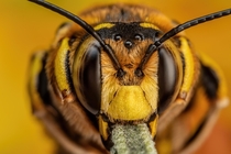 Snoozing European Wool Carder Bee IX 
