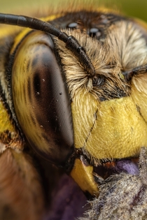 Snoozing European Wool Carder Bee X 