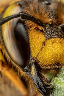Snoozing European Wool Carder Bee XI 