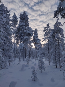 Snow covered forest close by Kittila Finland 