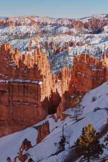 Snow covered Hoodoos in Bryce Canyon National Park Utah 