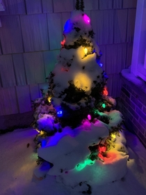Snow covered lit up Christmas tree