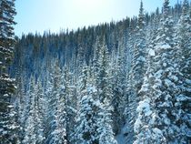 snow covered trees in colorado 