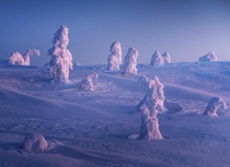 Snow-covered trees in Riisitunturi National Park Finland  IG philipslotte