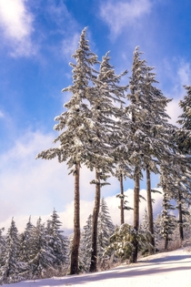 Snow covered trees in the Columbia River Gorge 