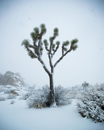 Snow Day in Joshua Tree National Park California 