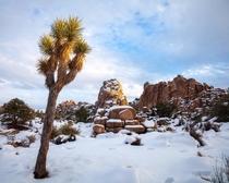 Snow descends on the Hidden Valley Joshua Tree 