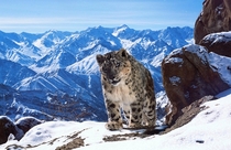 Snow Leopard in the Himalayas 