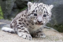 Snow leopard kit
