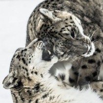 snow leopards play 