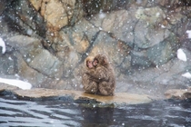 Snow monkeys huddling for warmth at Jigokudani park Japan 