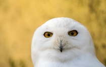 Snow Owl by Boris Roessler 