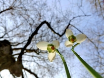 Snowdrops from below 