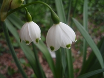 Snowdrops galanthus nivalis on campus at my University 