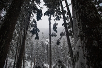 Snowing Intensifies Olympic National Park Washington  Instagram green_cale