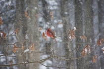 Snowy cardinal on a branch Saratoga Springs NY 