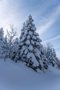 snowy Fir in Black Forest OC 