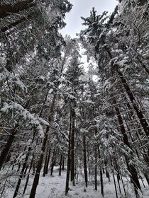 Snowy forest Estonia 
