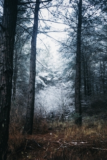 Snowy forest in Turkey 