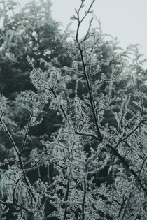 Snowy Mespilus Amelanchier Iamarckii in Winter 