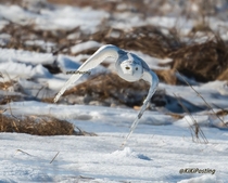 Snowy Owl in flight Photo credit to KiKiPosting