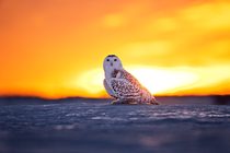 Snowy Owl in Greenland 