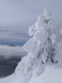 Snowy tree at Mt Bachelor in Oregon today