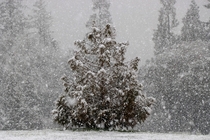 Snowy tree in Oregon 