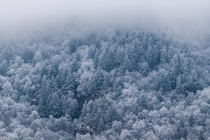 Snowy trees in the Blue Ridge Mountains North Carolina 