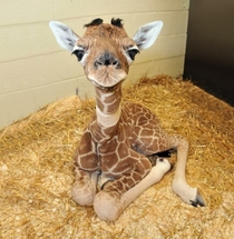 So Cute Baby Giraffe 
