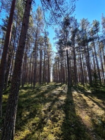 So many trees Estonia 