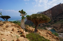 Socotra Island Yemen Just magical 