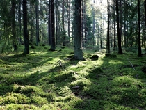 Soft morning light in a Swedish forest 