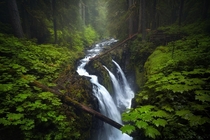 Sol Duc Falls in Olympic National Park on a rainy day One of the most lively forests Ive ever walked through  Instagram Jayklassy