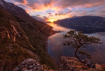 Solitary Pine tree clings to a cliff in Norway  photo by Haakon Nygrd