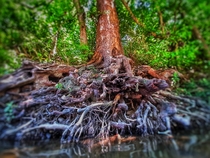 Some awesome tree roots by a river in Cleves Ohio   x 