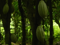 Some Cocoa Pods from Tetteh Quarshies Farm one of the oldest cocoa farms in the world 