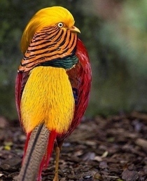 Some colors to brighten up your day Golden Pheasant