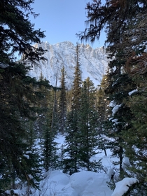 Some forest and mountain in Banff National Park Canada 