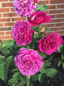 Some gorgeous roses in Abingdon VA They smelled heavenly