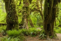 Some incredible moss in the Olympic rainforest Washington 