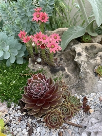 Some of my sempervivums started blooming 