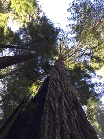 Some of the tallest trees in the world Redwoods near Leggett CA 