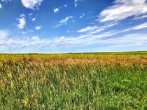 Some Prairie Grass in The Badlands South Dakota 