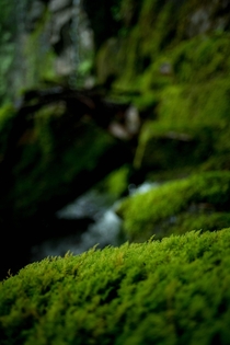 Some quality moss -- Old Highway  Trail Montana 
