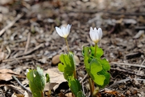 Some recently emerged Bloodroot Sanguinaria canadensis I spotted on a hike yesterday 