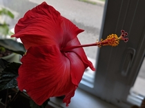 Someone pointed out this could be posted here My hibiscus is full bloom this is the first of its ten incoming flowers