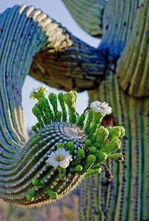 Sonoran saguaro Carnegiea gigantea starting to bloom