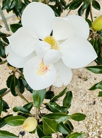 Southern Magnolia Magnolia grandiflora are in bloom in Mobile and its GLORIOUS