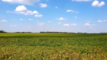 Soy field near Beaman Missouri 